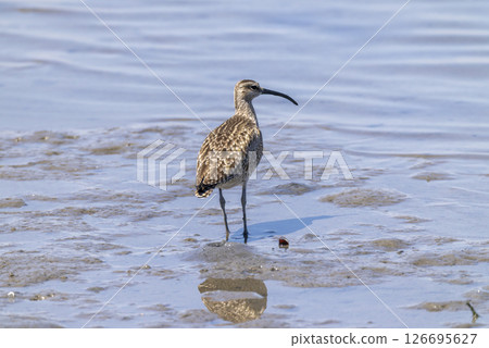 Red Curlew searching for food in the tidal flats Red Curlew searching for food in the tidal flats 126695627