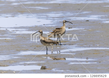 Red Curlew searching for food in the tidal flats Red Curlew searching for food in the tidal flats 126695629