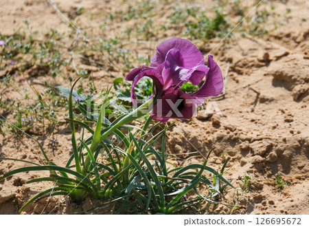 Negev iris or Iris Mariae in the Negev desert 126695672