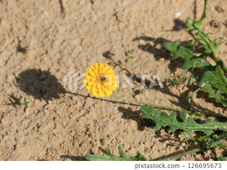 Spring flowering Picris (lat. - Picris asplenioides) 126695673