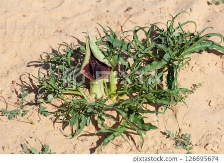 Blooming tuberous geophyte (lat.- Eminium spiculatum) 126695674