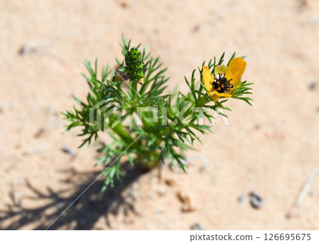 Blooming Adonis Summer (lat. - Adonis aestivalis) Blooming Adonis Summer (lat. - Adonis aestivalis) 126695675