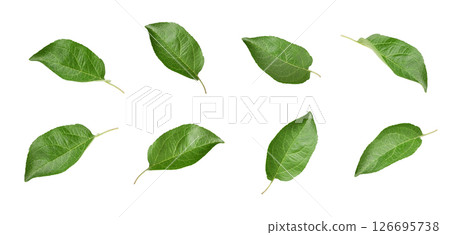 Apple leaf isolated on white background. Green leaves collection, set. Apple leaf isolated on white background. Green leaves collection, set. 126695738