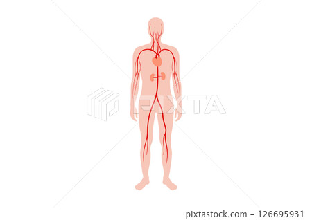 Main arteries and heart 126695931