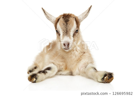 Charming Baby Goat Relaxing in Playful Pose 126695982