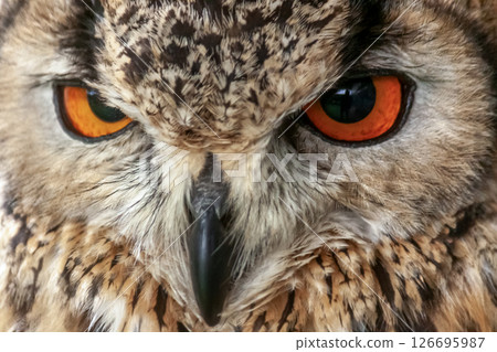 Bengal Eagle Owl with bright iris [Small mammal] 126695987