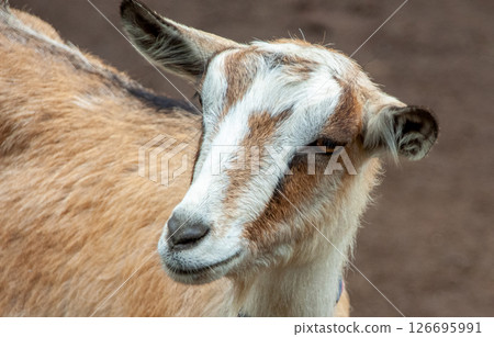 長水平瞳孔山羊的特徵[科：牛科，屬：山羊] 126695991