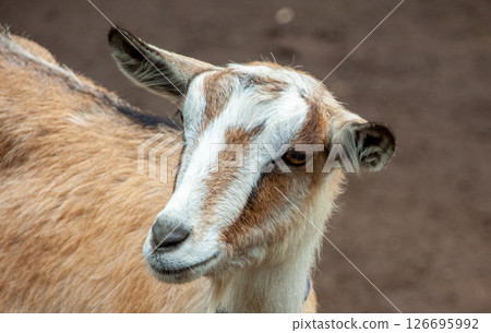Characteristics of goats with long horizontal pupils [Family: Bovidae, Genus: Capricorn] 126695992