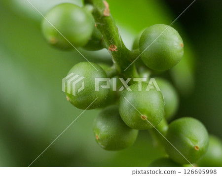 Green berries on a branch close up. Macro background banner wallpaper high quality 126695998