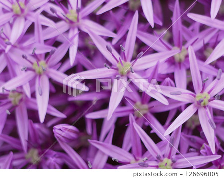 Allium cristophii purple flower close up. Macro background banner wallpaper high quality 126696005