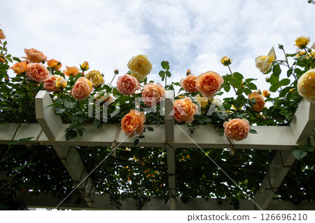 Nakanojo Gardens Rose Garden Area 126696210