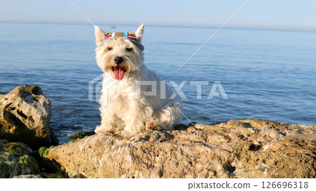 A joyful dog with white fur and a vibrant hat sits on a sunlit rock overlooking the serene sea. Gentle waves reflect the clear blue sky on this beautiful day. 126696318