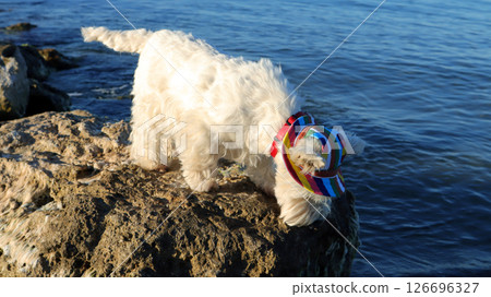 A small west highland terrier is curiously sniffing around on a large stone at the edge of the sea, sporting a playful, colorful hat under the clear sky. 126696327