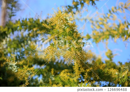 Bright acacia flowers Bright acacia flowers 126696488