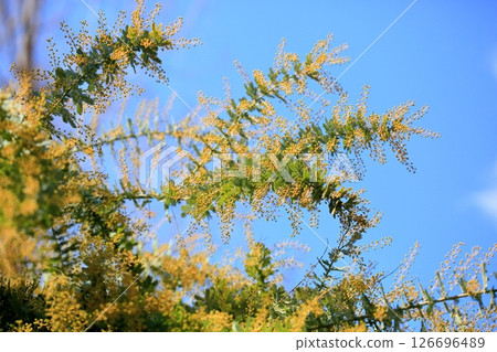 Bright acacia flowers Bright acacia flowers 126696489
