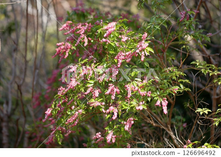 可愛的粉紅色瑞香花 126696492