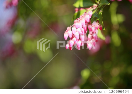 可愛的粉紅色瑞香花 126696494