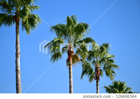 Summer (Summer image: palm tree) 126696564