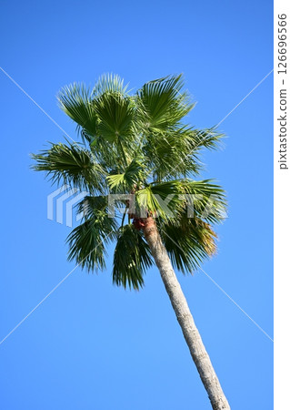 Summer (Summer image: palm tree) 126696566