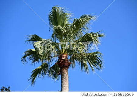 Summer (Summer image: palm tree) Summer (Summer image: palm tree) 126696569