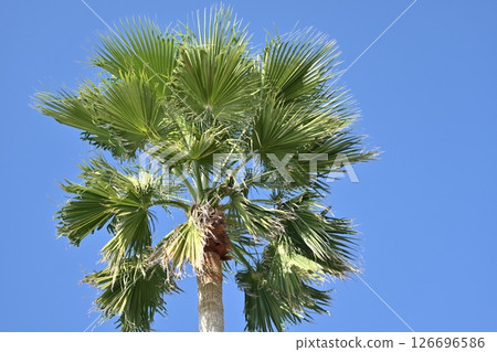 Summer (Summer image: palm tree) Summer (Summer image: palm tree) 126696586