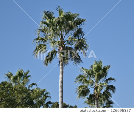 Summer (Summer image: palm tree) Summer (Summer image: palm tree) 126696587