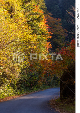 長野縣大草村的秋天:阿寺溪的紅葉(溪谷道路) 長野縣大草村的秋天:阿寺溪的紅葉(溪谷道路) 126696629
