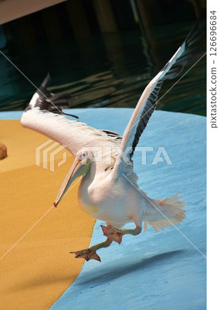 動物動作場面 126696684