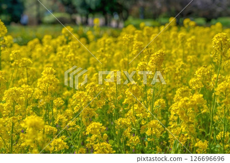 Rape blossoms at their best, shining in the sunlight Rape blossoms at their best, shining in the sunlight 126696696