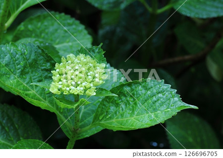 白色繡球花 白色繡球花 126696705
