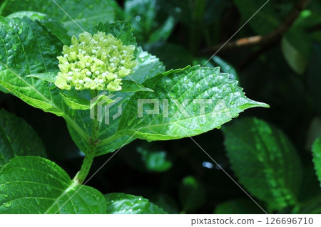 白色繡球花 白色繡球花 126696710