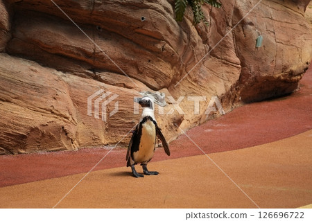 Animal action scenes Animal action scenes 126696722