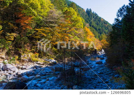 Autumn in Okusa Village, Nagano Prefecture: Autumn leaves in Atera Valley 126696805