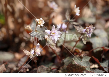 Refreshing Yukiwari Ichige Flower Refreshing Yukiwari Ichige Flower 126696857