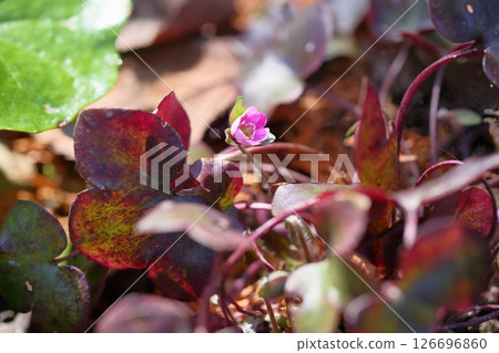 可愛的膜翅目花 可愛的膜翅目花 126696860