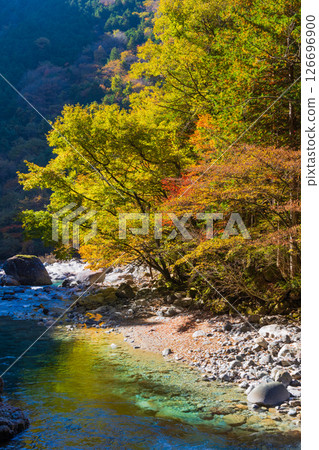 Autumn in Okusa Village, Nagano Prefecture: Autumn leaves in Atera Valley Autumn in Okusa Village, Nagano Prefecture: Autumn leaves in Atera Valley 126696900