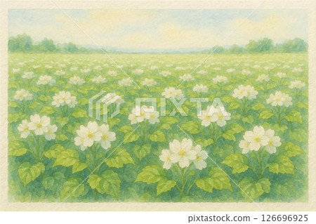 Potato field and potato flowers 126696925