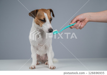 The owner offers the Jack Russell Terrier to brush her teeth. The dog licks the toothpaste.  126696935