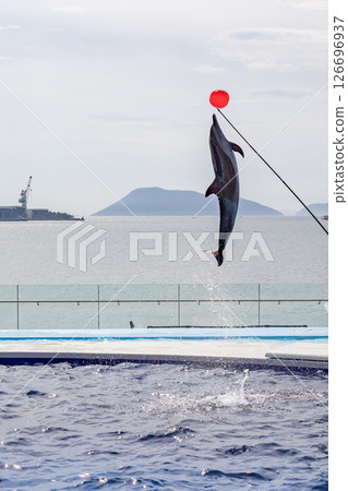 Dolphin show | Big jump (vertical composition) 126696937