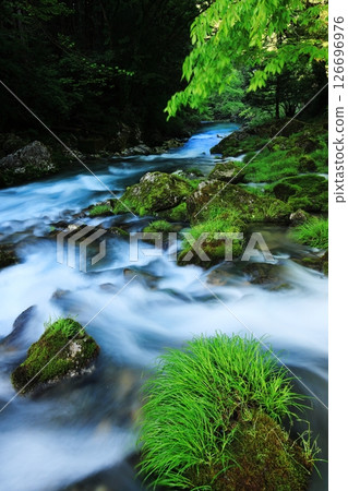 美麗的山間溪流,溪水清澈,水生植物繁多 美麗的山間溪流,溪水清澈,水生植物繁多 126696976