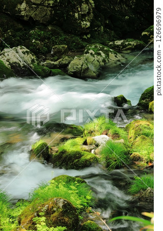 美麗的山間溪流,溪水清澈,水生植物繁多 美麗的山間溪流,溪水清澈,水生植物繁多 126696979