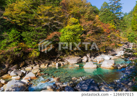 Autumn in Okusa Village, Nagano Prefecture: Autumn leaves in Atera Valley Autumn in Okusa Village, Nagano Prefecture: Autumn leaves in Atera Valley 126697015