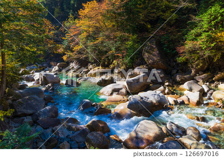 Autumn in Okusa Village, Nagano Prefecture: Autumn leaves in Atera Valley Autumn in Okusa Village, Nagano Prefecture: Autumn leaves in Atera Valley 126697016