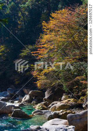 Autumn in Okusa Village, Nagano Prefecture: Autumn leaves in Atera Valley Autumn in Okusa Village, Nagano Prefecture: Autumn leaves in Atera Valley 126697017