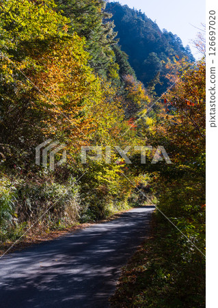 Autumn in Okusa Village, Nagano Prefecture: Autumn leaves in Atera Valley (Road along the valley) Autumn in Okusa Village, Nagano Prefecture: Autumn leaves in Atera Valley (Road along the valley) 126697020