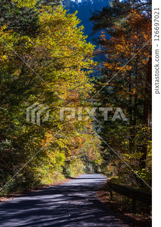 長野縣大草村的秋天:阿寺溪的紅葉(溪谷道路) 長野縣大草村的秋天:阿寺溪的紅葉(溪谷道路) 126697021
