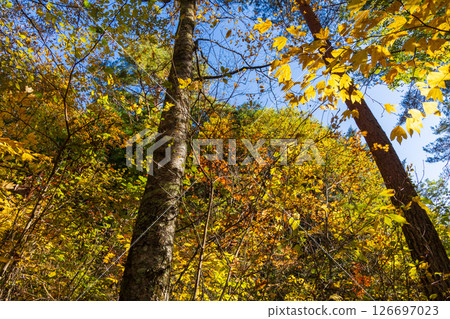 長野縣大草村的秋天：阿寺溪谷的紅葉 126697023