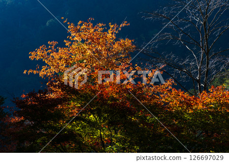 Autumn in Okusa Village, Nagano Prefecture: Autumn leaves in Atera Valley 126697029