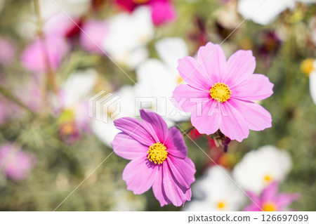 Gorgeous pink daisies with vivid yellow centers form a stunning bouquet. These cheerful flowers bloom in the sun-kissed meadow epitomizing the beauty of nature's summer. Gorgeous pink daisies with vivid yellow centers form a stunning bouquet. These cheerful flowers bloom in the sun-kissed meadow epitomizing the beauty of nature's summer. 126697099