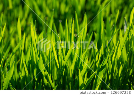 Barley young leaves 126697238